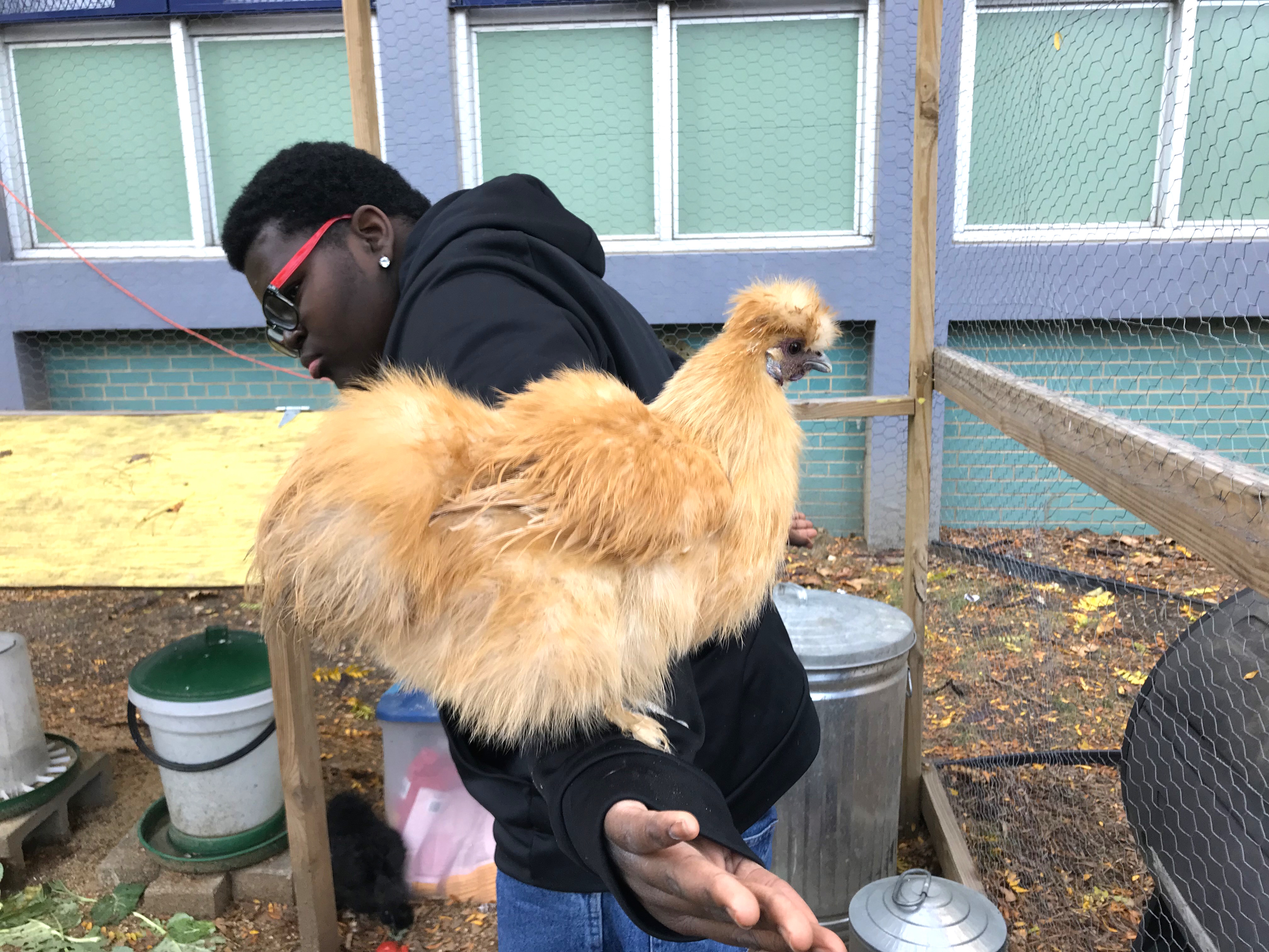 A student from J.M Rapport High School holds a chicken from the schools garden