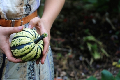 a carnival squash as found growing out of the compost pile