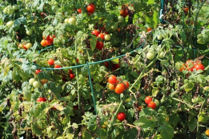 Tomatoes growing in abundance at the Garden in the Park 