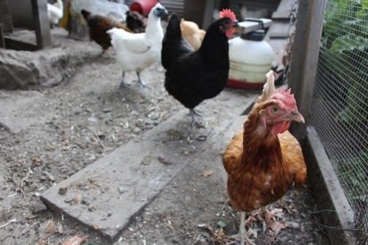 Bronx chickens Curry Willow,Thunder and Shiraz 