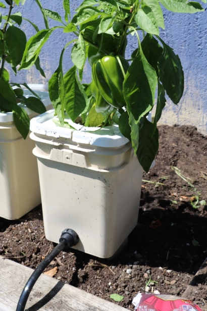 Green peppers growing in Rich's hydroponic garden bed 