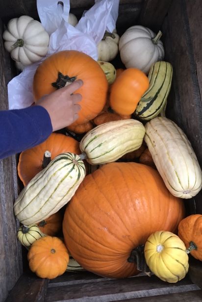 Pumpkins and grouds are available among other seasonal produce 
