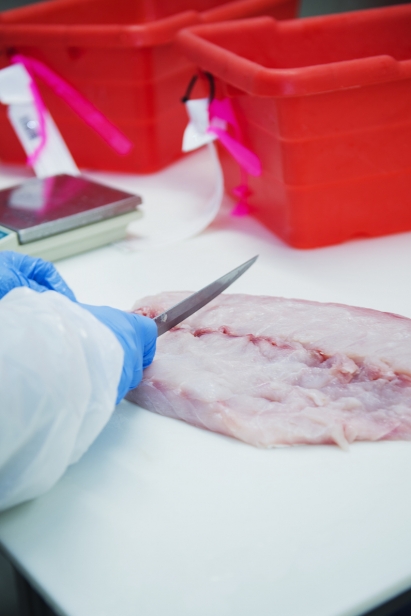 A Tile fish being filleted and portioned 